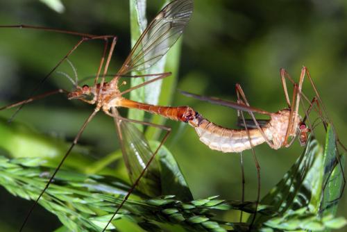 Tipula mellea